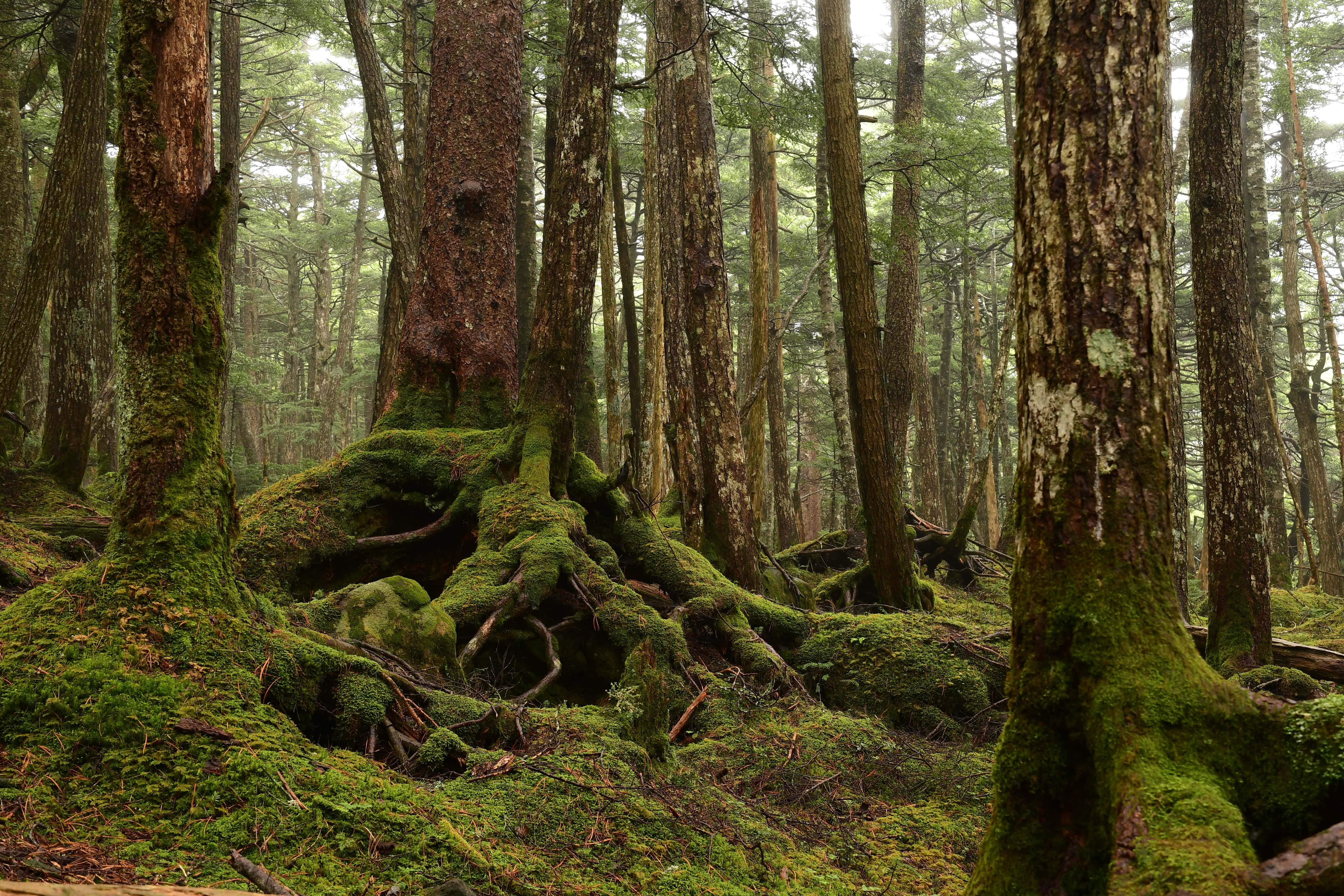 Natürlich bewachsener Wald mit Moos und Bäumen